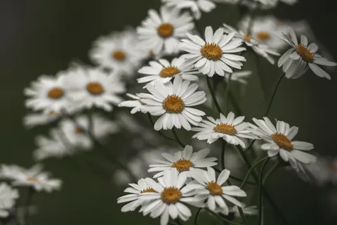 Daisy Field 4K Wallpaper · flowers · 3840×2560
