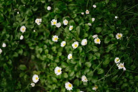Daisy Field 4K Wallpaper · flowers · 3840×2560