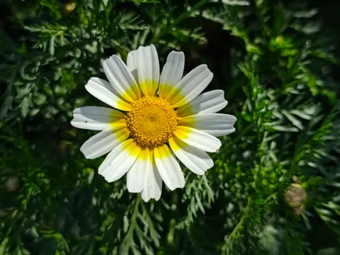 Daisy Field 4K Wallpaper · flowers · 3840×2880