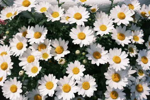 Daisy Field 4K Wallpaper · flowers · 3840×2560