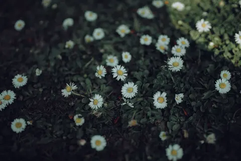 Daisy Field 4K Wallpaper · flowers · 3840×2560