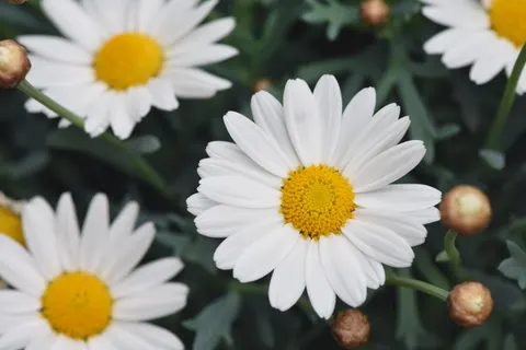 Daisy Field 4K Wallpaper · flowers · 3840×2560