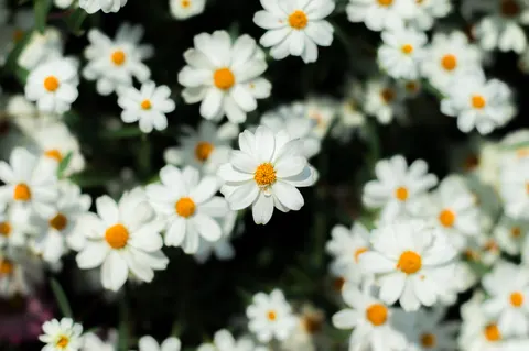 Daisy Field 4K Wallpaper · flowers · 3840×2553