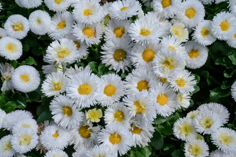 Daisy Field 4K Wallpaper · flowers · 3840×2560