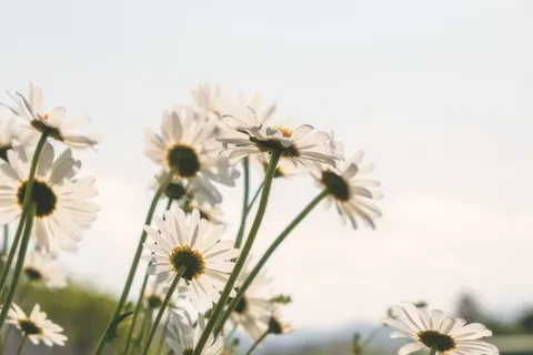 Daisy Field 4K Wallpaper · flowers · 3840×2560