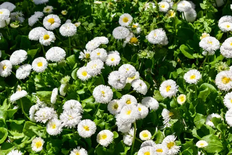 Daisy Field 4K Wallpaper · flowers · 3840×2560