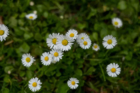 Daisy Field 4K Wallpaper · flowers · 3840×2560