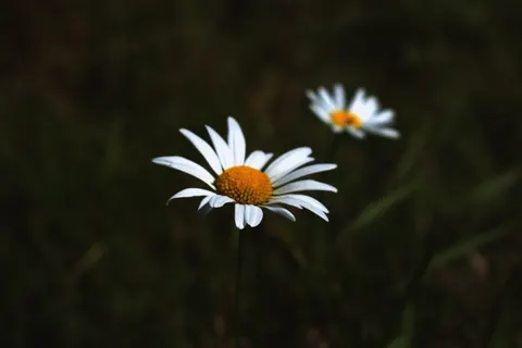 डेज़ी का खेत 4K वॉलपेपर · flowers · 3840×2563