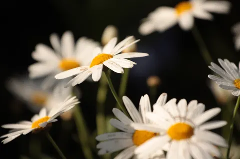 Daisy Field 4K Wallpaper · flowers · 3840×2555