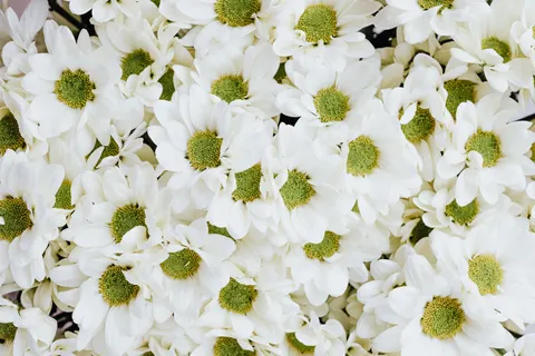 Daisy Field 4K Wallpaper · flowers · 3840×2560