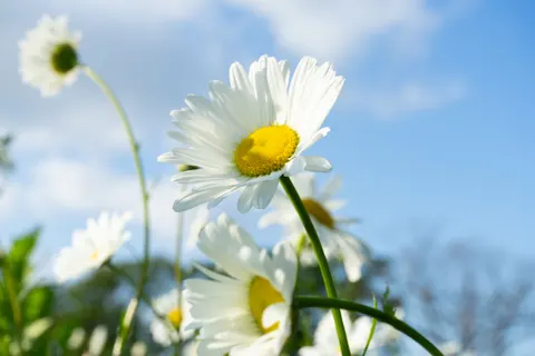Daisy Field 4K Wallpaper · flowers · 3840×2560
