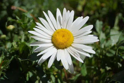 Daisy Field 4K Wallpaper · flowers · 3840×2560