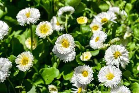 Daisy Field 4K Wallpaper · flowers · 3840×2560