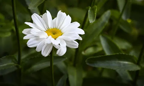 Madeliefjesveld 4K-achtergrond · flowers · 3840×2302