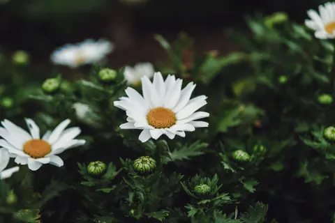 Daisy Field 4K Wallpaper · flowers · 3840×2560