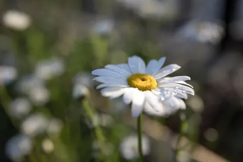 Daisy Field 4K Wallpaper · flowers · 3840×2560