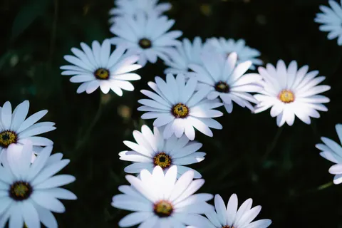 Daisy Field 4K Wallpaper · flowers · 3840×2560