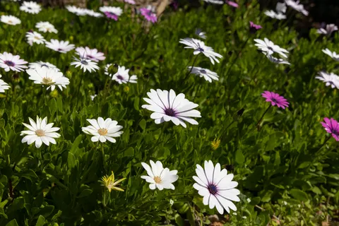 Daisy Field 4K Wallpaper · flowers · 3840×2561