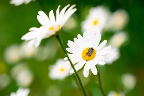 خلفية حقل الأقحوان بدقة 4K · flowers · 3840×2560