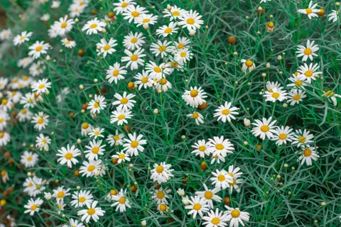 Daisy Field 4K Wallpaper · flowers · 3840×2560