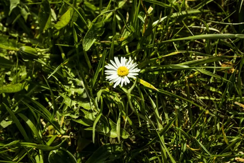 Daisy Field 4K Wallpaper · flowers · 3840×2560
