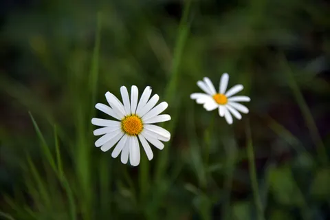 Daisy Field 4K Wallpaper · flowers · 3840×2560