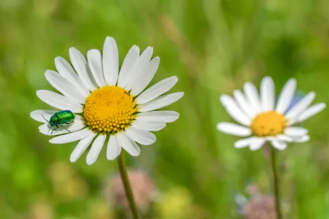 Daisy Field 4K Wallpaper · flowers · 3840×2561