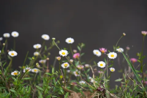 Daisy Field 4K Wallpaper · flowers · 3840×2560