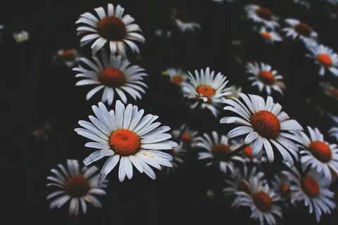 Daisy Field 4K Wallpaper · flowers · 3840×2563