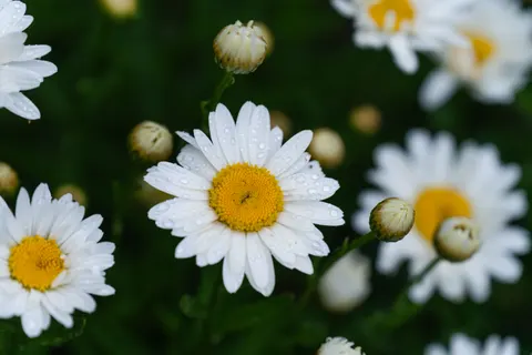 デイジー畑 4K壁紙 · flowers · 3840×2560