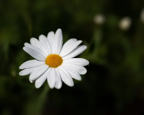 Daisy Field 4K Wallpaper · flowers · 3840×3072