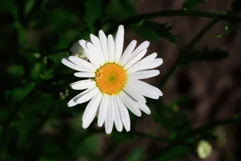 Daisy Field 4K Wallpaper · flowers · 3840×2560