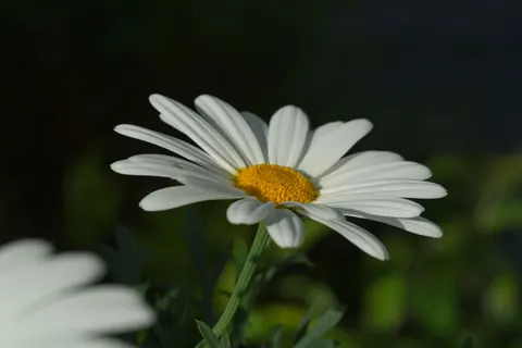 Gänseblümchenfeld 4K Hintergrundbild · flowers · 3840×2561