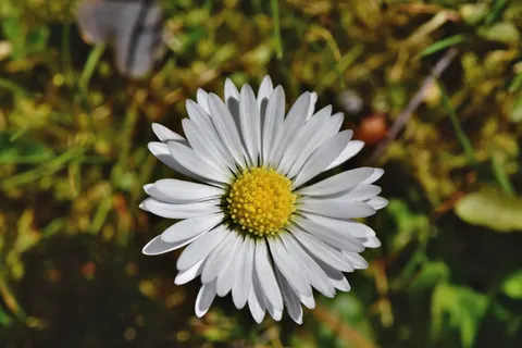 Wallpaper Ladang Bunga Aster 4K · flowers · 3840×2560