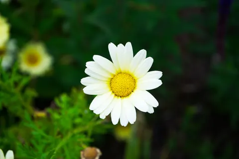 Daisy Field 4K Wallpaper · flowers · 3840×2560