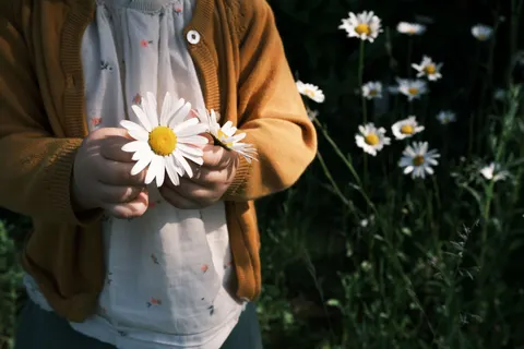 Daisy Field 4K Wallpaper · flowers · 3840×2560
