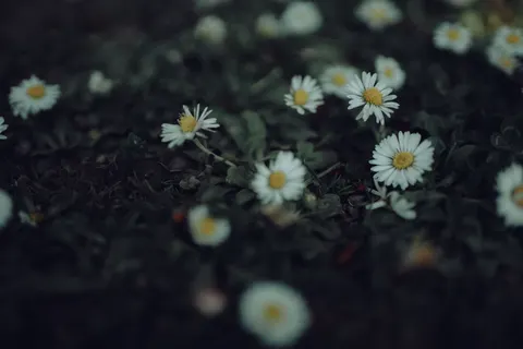 Daisy Field 4K Wallpaper · flowers · 3840×2560