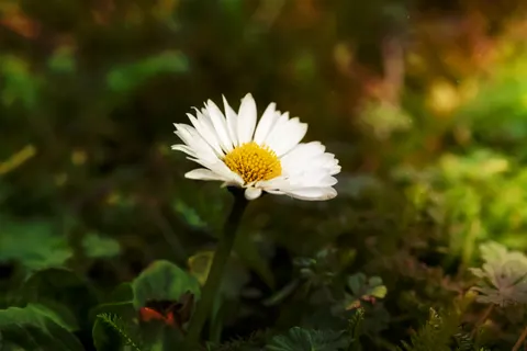 Daisy Field 4K Wallpaper · flowers · 3840×2560