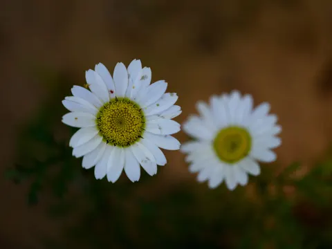 Daisy Field 4K Wallpaper · flowers · 3840×2880