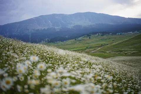 Daisy Field 4K Wallpaper · flowers · 3840×2560