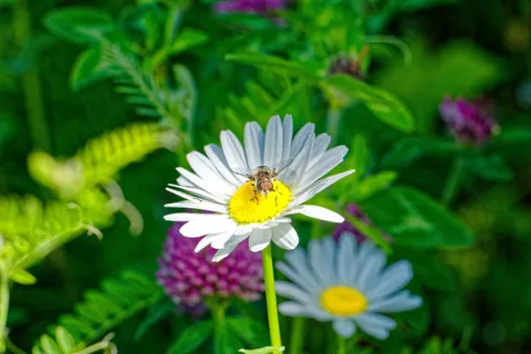 Daisy Field 4K Wallpaper · flowers · 3840×2560