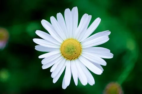 Daisy Field 4K Wallpaper · flowers · 3840×2560