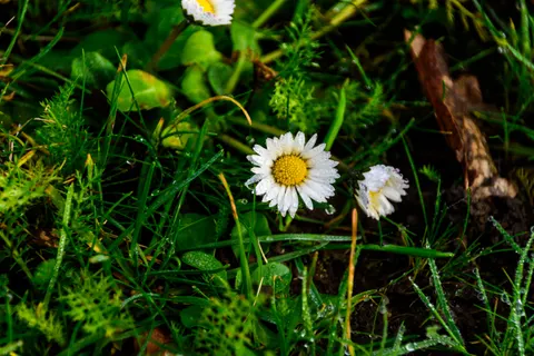 Daisy Field 4K Wallpaper · flowers · 3840×2560
