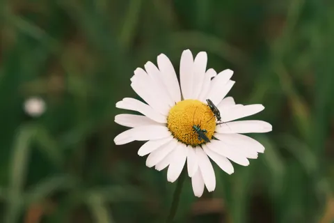 Daisy Field 4K Wallpaper · flowers · 3840×2560