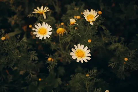 Daisy Field 4K Wallpaper · flowers · 3840×2560