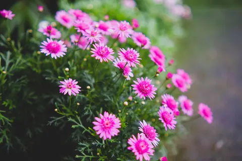 Daisy Field 4K Wallpaper · flowers · 3840×2560