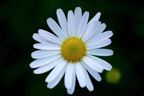 Daisy Field 4K Wallpaper · flowers · 3840×2560