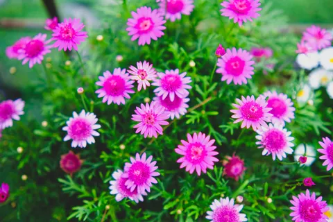 Daisy Field 4K Wallpaper · flowers · 3840×2560