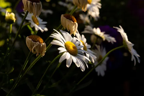 Daisy Field 4K Wallpaper · flowers · 3840×2561