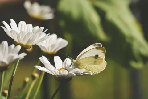 Fondo de pantalla Campo de margaritas 4K · flowers · 3840×2560